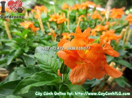 Hoa cây hỏa hoàng màu cam vàng rực rỡ – Ms 12172
