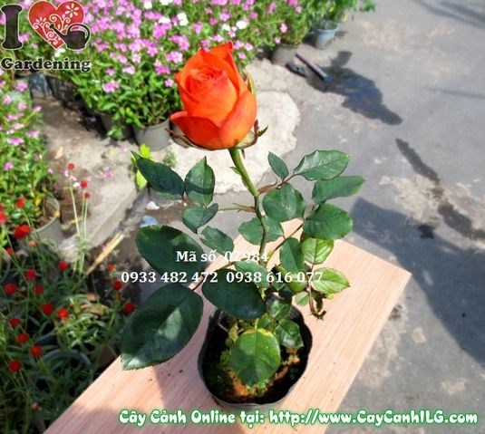Cây hoa hồng tươi đẹp tại vườn ILG TP.HCM