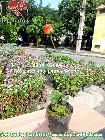 Cây hoa hồng đỏ ý nghĩa phong thủy tốt lành