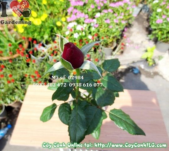 Hoa hồng nở rộ sau khi chăm sóc đúng cách