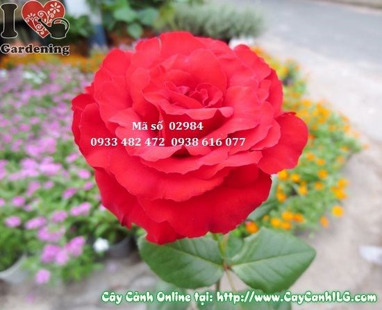 Lộ trình phát triển cây hoa hồng từ nhỏ đến trưởng thành