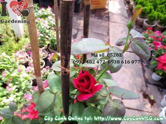 Cây hoa hồng 50cm tán cân đối, lá xanh tươi