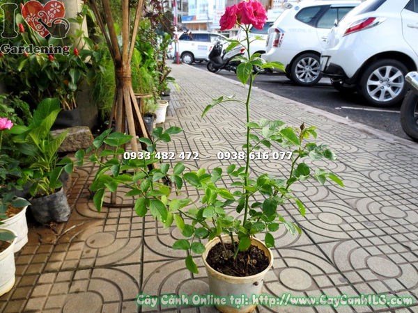 Cây hoa hồng leo giống cao 45cm – Ms 15747 tại ILG
