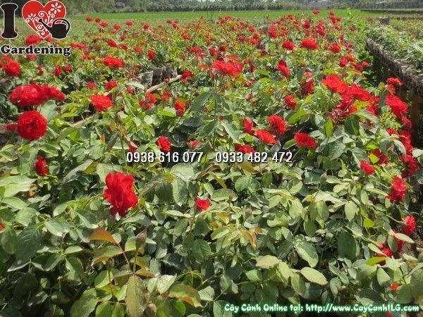 Cây hoa hồng pháp màu đỏ cao 35cm – chậu nhỏ gọn dễ trang trí