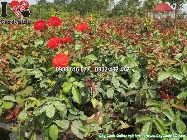 Cây hoa hồng pháp đỏ ms 23898 – góc nhìn toàn cây