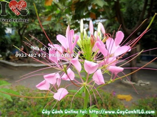 Cây hoa hồng ri trồng hàng loạt làm cảnh quan sân vườn