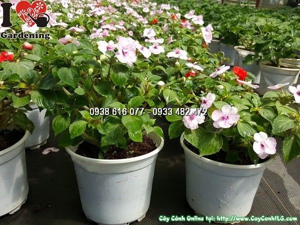 Cây hoa loan thảo kép đang nở hoa rực rỡ