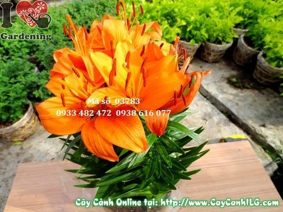 Mẹo kích hoa cây hoa ly lá nở đẹp đúng mùa