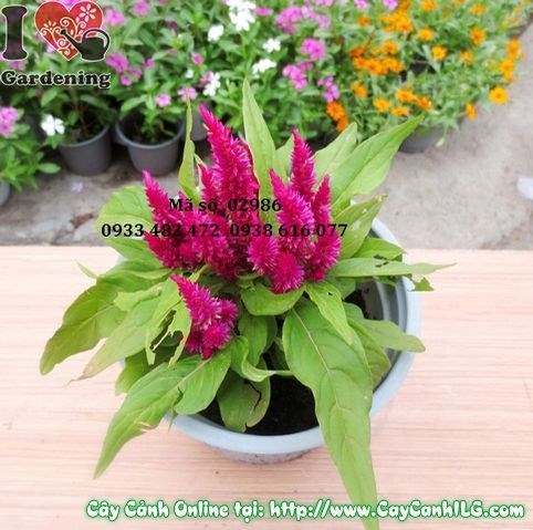 Hoa mào gà Mỹ 15cm – màu sắc đa dạng rực rỡ, thường gặp dịp lễ tết