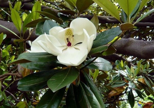hoa mộc lan trắng nở rộ trên cây trưởng thành Magnolia grandiflora