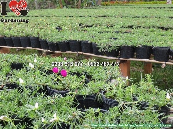 Cây hoa mười giờ mỹ chậu lớn - Ms 23939 tại ILG