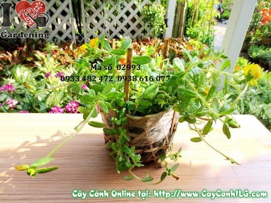 Thảm hoa mười giờ sam phủ kín bề mặt đất trong công viên