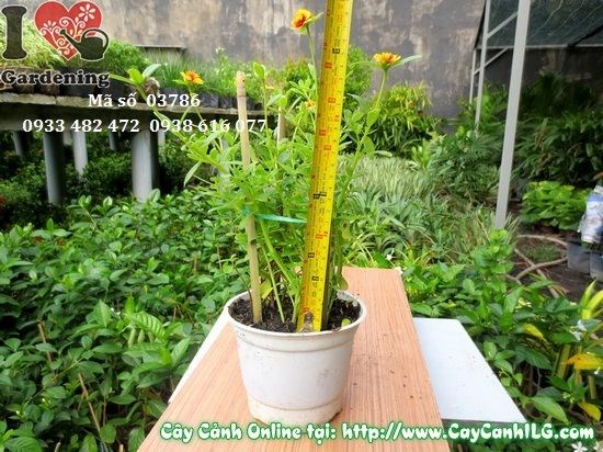 Cây hoa mười giờ sam giống mới cao 20cm – ILG vườn cây cảnh TP.HCM