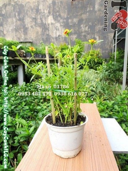 Cây hoa mười giờ sam bụi rậm sau khi tỉa ngọn đúng cách