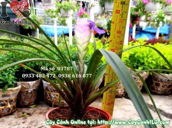 Cây hoa nam hương hoa tím đẹp - kiểng hoa lạ trang trí nội thất