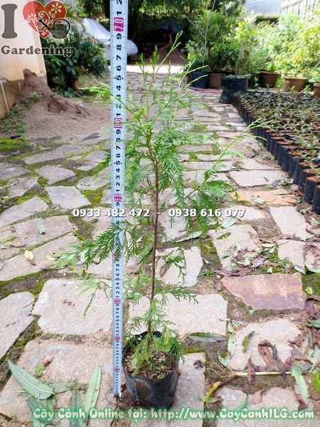 Cây hoàng đàn giống cao 60cm – góc nhìn cận cành lá