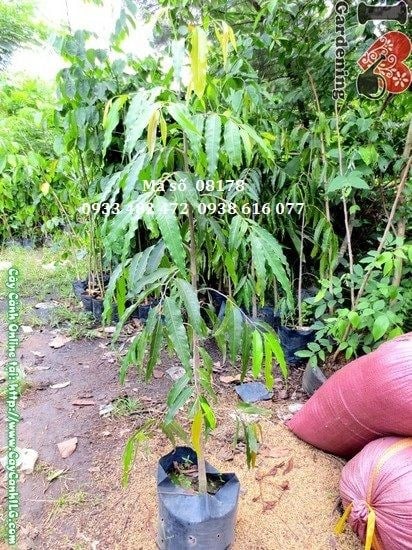 Cây hoàng nam giống cao 1m – phù hợp trồng hàng loạt dự án cảnh quan