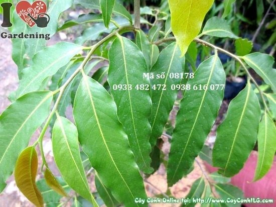 Cây hoàng nam 1m Ms 08178 – cây giống sạch bệnh, tỷ lệ sống cao