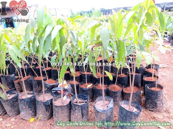 Cây Hoàng Nam giống cao 60cm – cây xanh bền đẹp tại vườn ILG