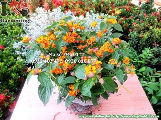 Cây hoa ngũ sắc 30cm hoa rực rỡ nhiều màu sắc trồng sân vườn cảnh quan