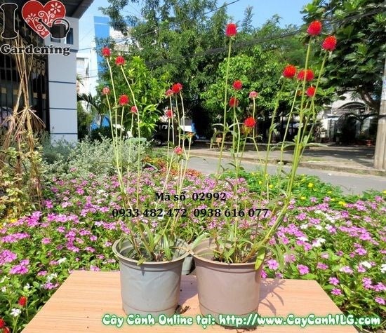 Hoa nở ngày đỏ – bông hoa cầu đỏ thắm, hoa lâu tàn