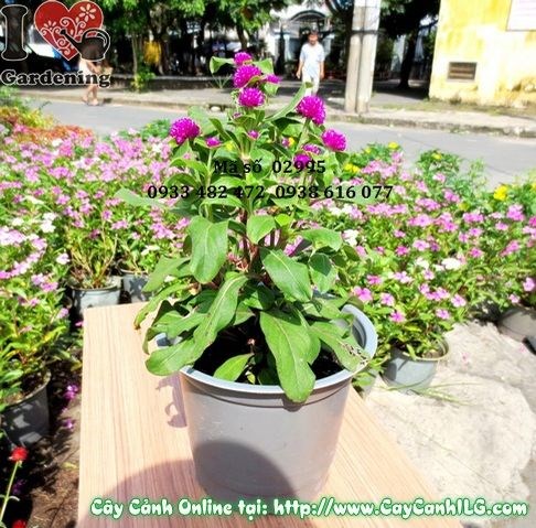 hoa nở ngày tím trồng công trình cảnh quan sân vườn
