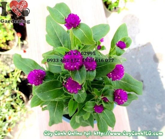 hoa nở ngày tím nở rộ đẹp cây cảnh sân vườn