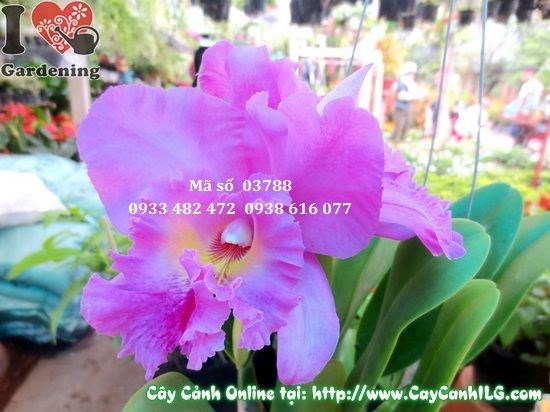 Chăm sóc phong lan Cattleya cao 30cm - ánh sáng và tưới nước