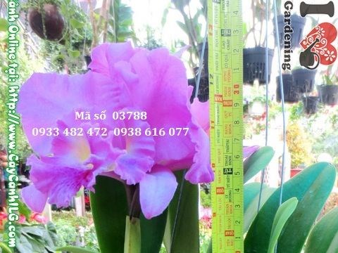 Phong lan Cattleya 30cm - ý nghĩa phong thủy và trang trí nội thất