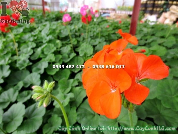 Vườn cây hoa phong lữ màu cam ILG – cung cấp sỉ lẻ toàn quốc
