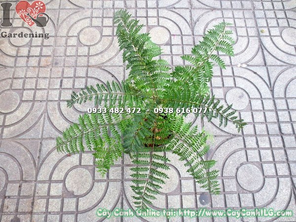 cây phượng tím giống 30cm khỏe mạnh bộ rễ tốt