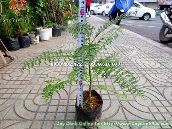 hoa phượng tím đẹp ý nghĩa phong thủy