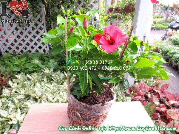 Cây hoa râm bụt cao 30cm tại vườn ILG