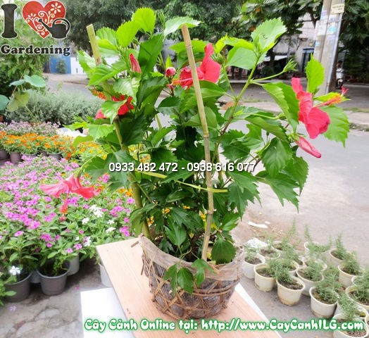 Hoa râm bụt đỏ rực rỡ đặc trưng