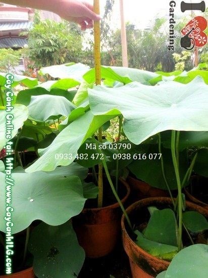 cây hoa sen 65cm lá xanh tươi tại ILG