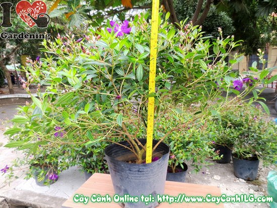 Chăm sóc cây hoa sim tím – hướng dẫn kỹ thuật trồng và tưới nước