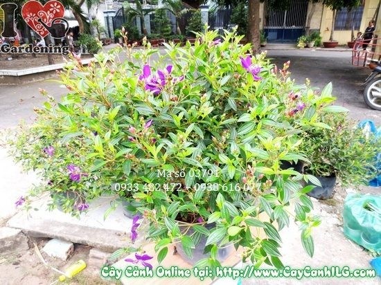 Cắt tỉa cây hoa sim tím – tạo dáng bụi tròn gọn đẹp