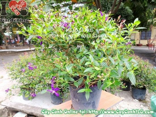 Mẹo kích hoa sim tím nở rực rỡ – bí quyết từ vườn ươm ILG