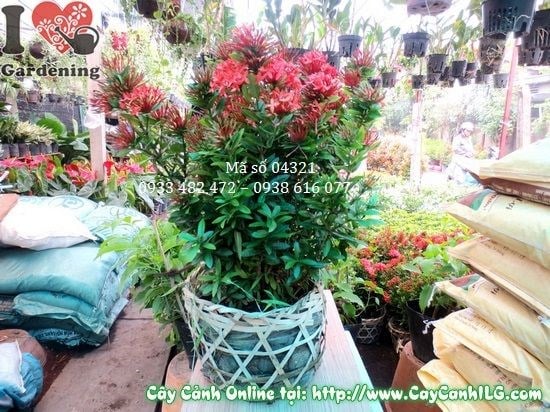 Hoa trang đỏ nở rực rỡ dưới ánh nắng