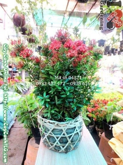 Cây hoa trang đỏ nhân giống và trồng số lượng lớn