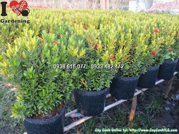 cây hoa trang đỏ 50cm trồng hàng rào tiểu cảnh