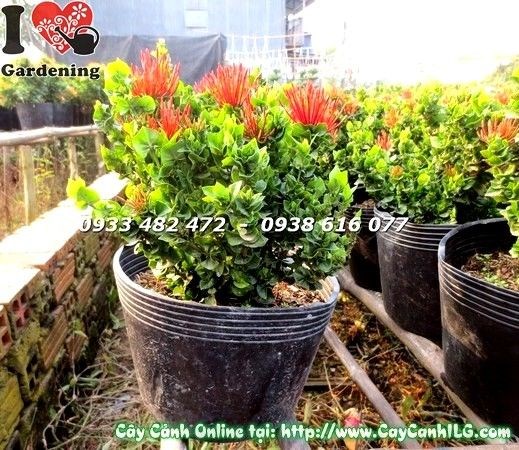 Cây hoa trang lá trái tim trồng chậu trang trí – phù hợp quán cà phê, sân vườn nhà phố