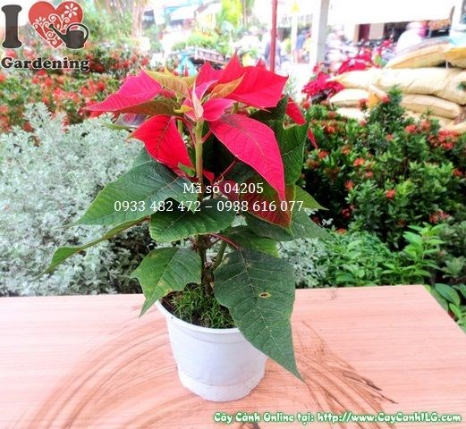Cây hoa trạng nguyên cao 35cm tại vườn cây ILG