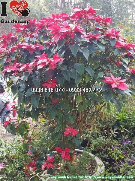 Trạng nguyên lớn màu trắng tán rộng trang trí công trình