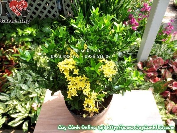 Chùm hoa trang vàng rực rỡ – đặc điểm nổi bật của loài cây này