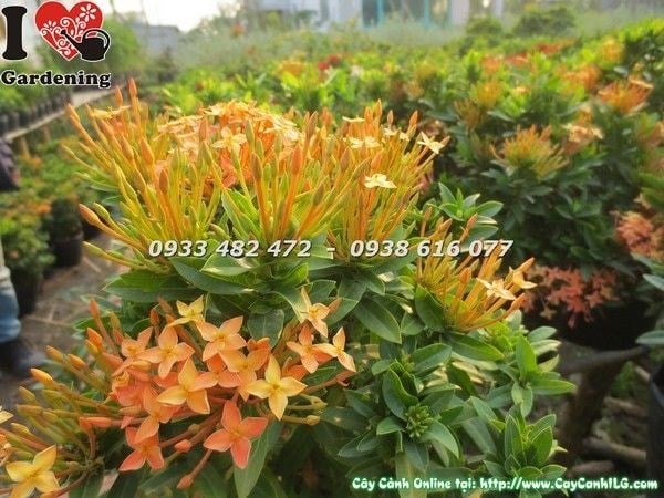 Cây hoa trang vàng đậm Ms 23248 - cụm hoa vàng đậm rực rỡ