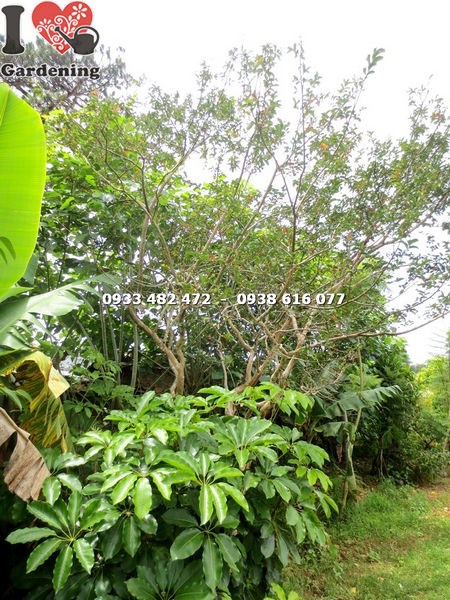 Cây tường vi gốc lớn cao 3m thân to gốc vững - ILG