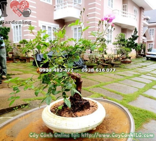Hoa hồng leo nhiều màu sắc nở rực rỡ trên giàn leo