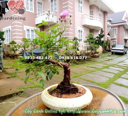 Vườn cây ILG cung cấp cây hồng leo bonsai chất lượng cao tại TP.HCM