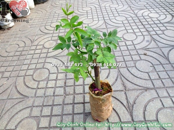 Cây hồng leo giống cao 20cm, cây khỏe mạnh, chuẩn bị ra hoa